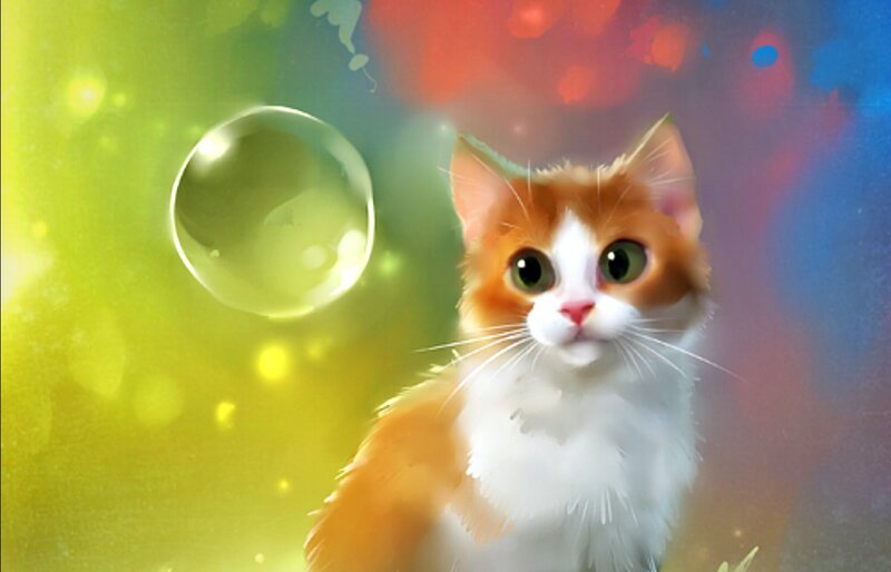 Orange and White Cat — Yellow, Dreamy