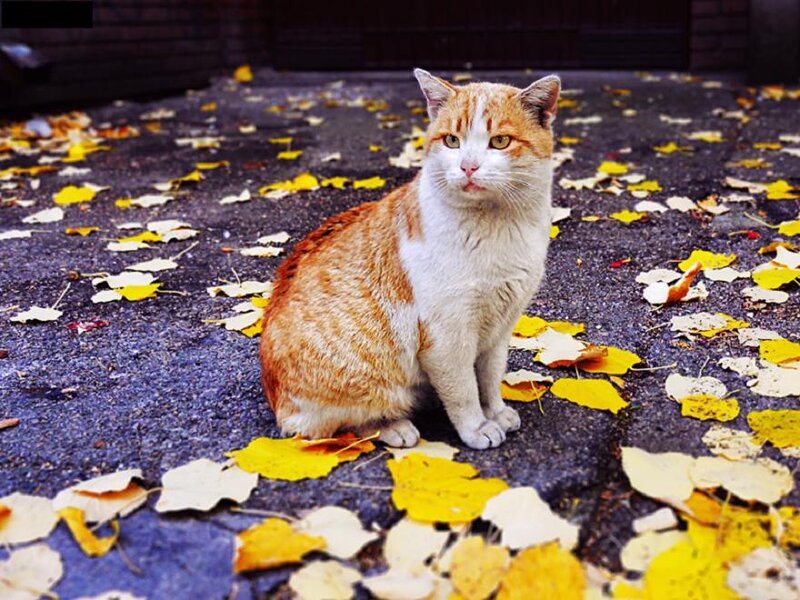 Orange and White Cat — Yellow