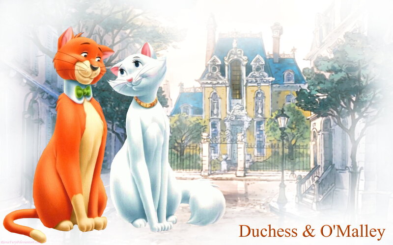 Orange and White Cats — Serene