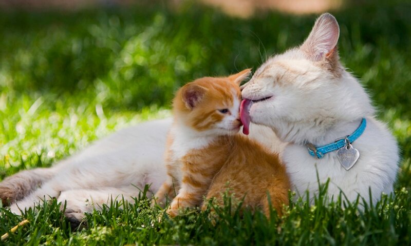 Orange and White Cats