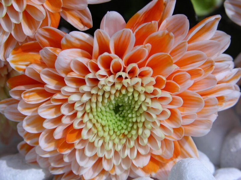 orange and white chrysanthemum