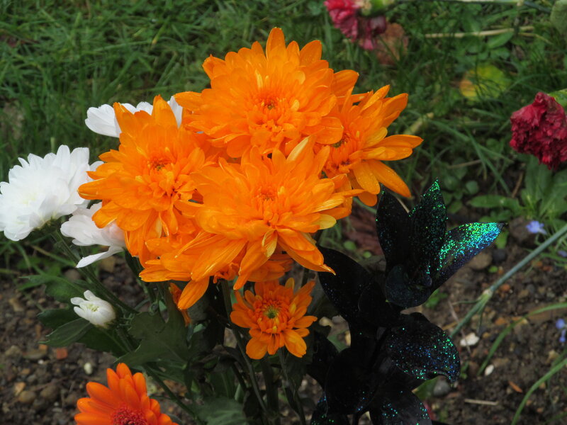 Orange and White Chrysanthemums