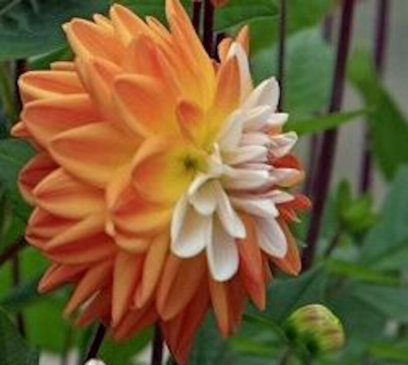 Orange and White Dahlia