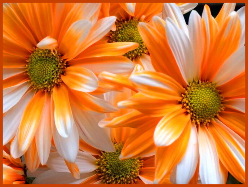 Orange and White Daisies