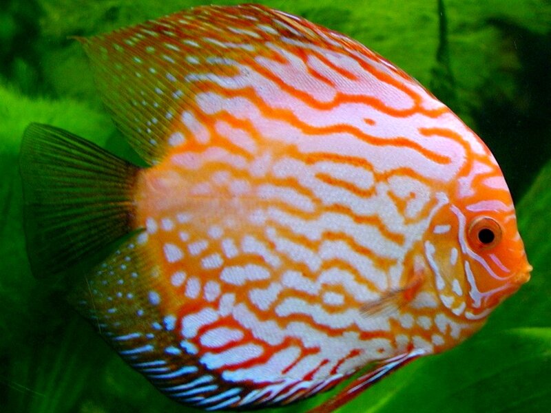 orange and white discus fish