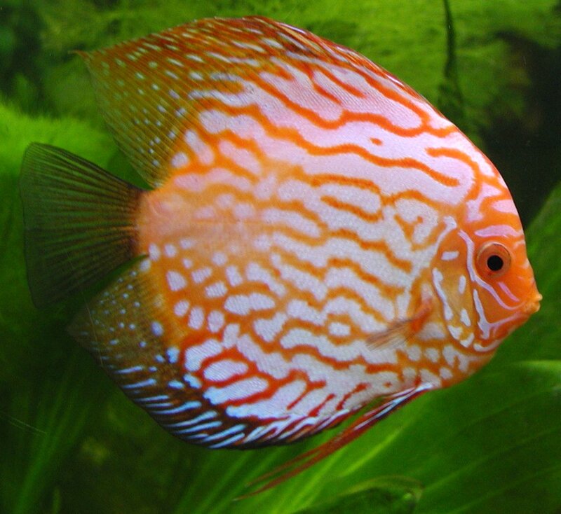 Orange and white discus fish
