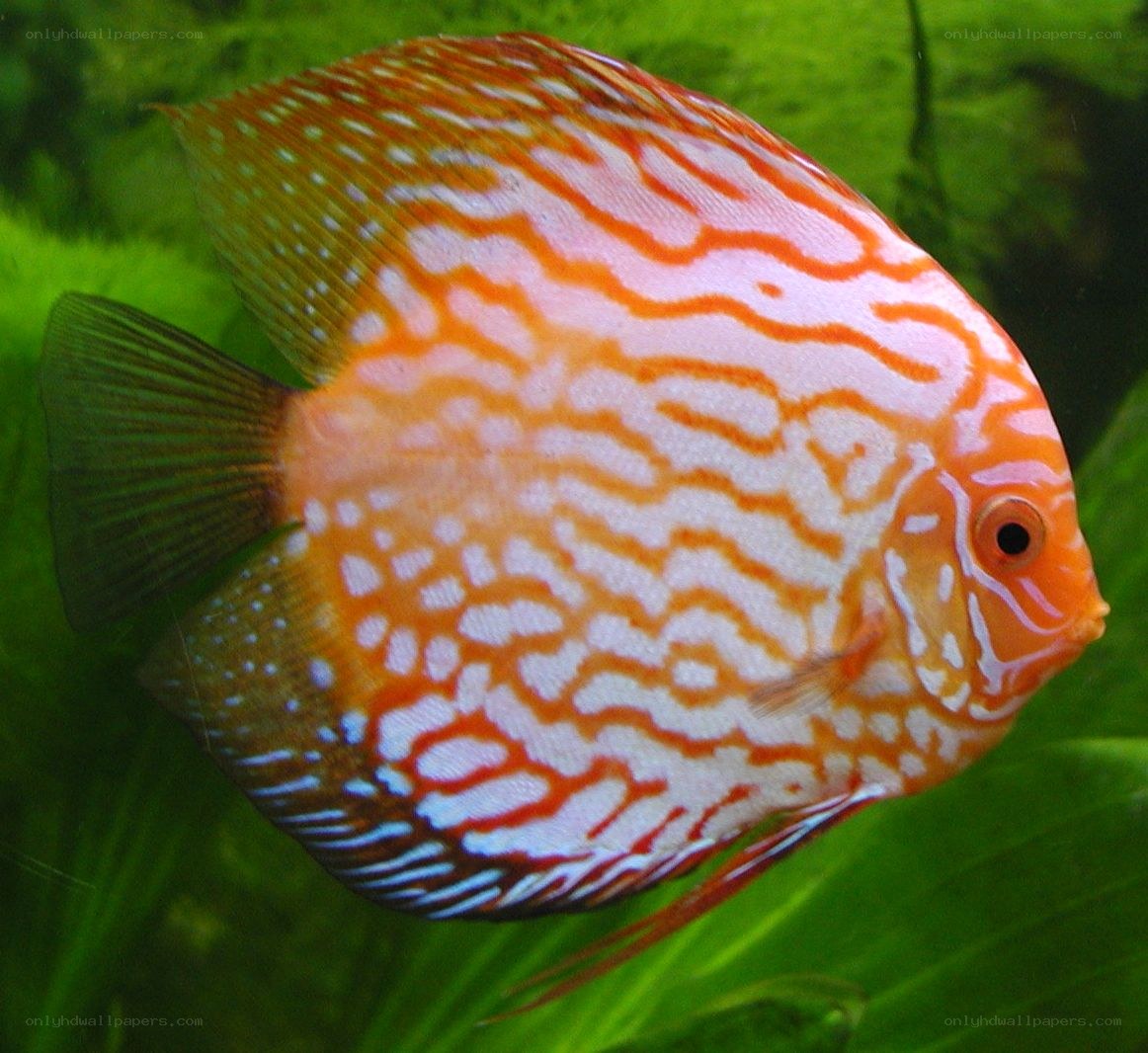 Orange and white discus fish