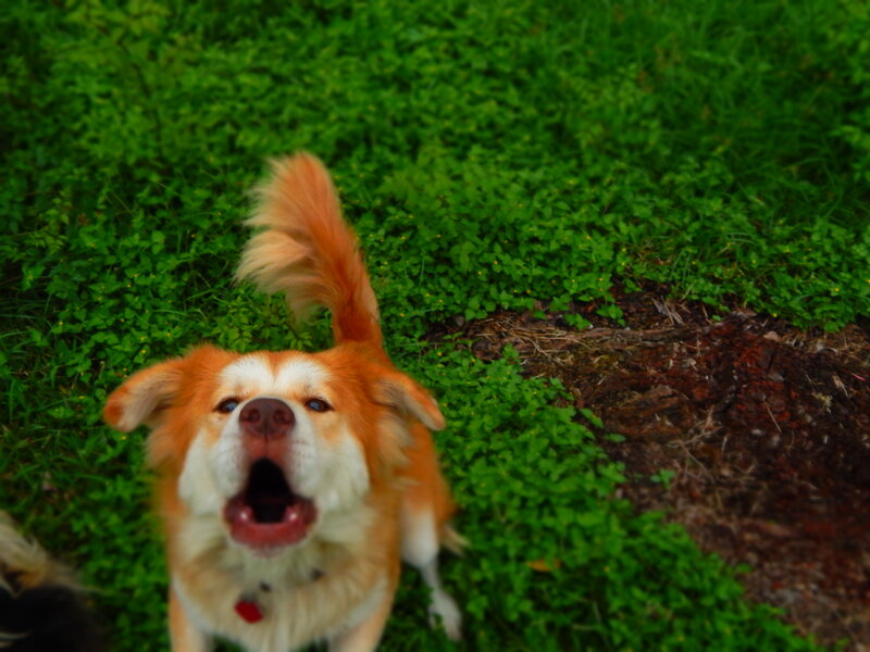 Orange and White Dog