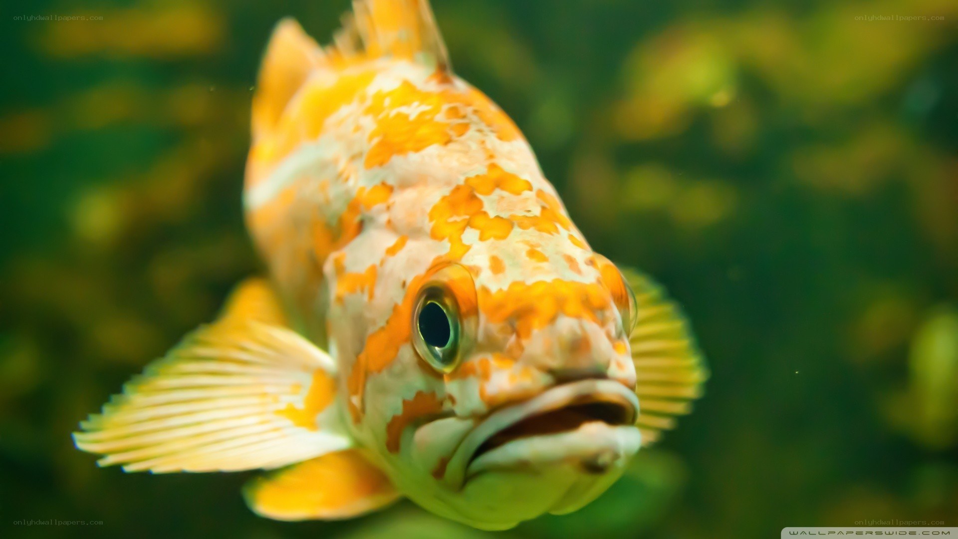 orange and white fish underwater