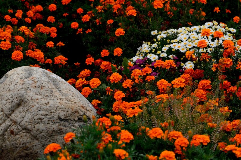 Orange and White Flowers — Calm, Afternoon