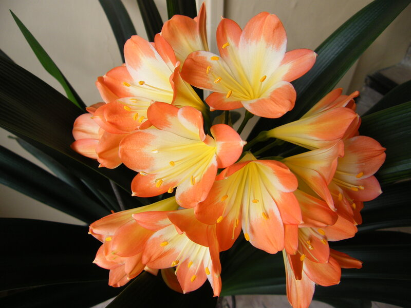 Orange and White Flowers — Calm