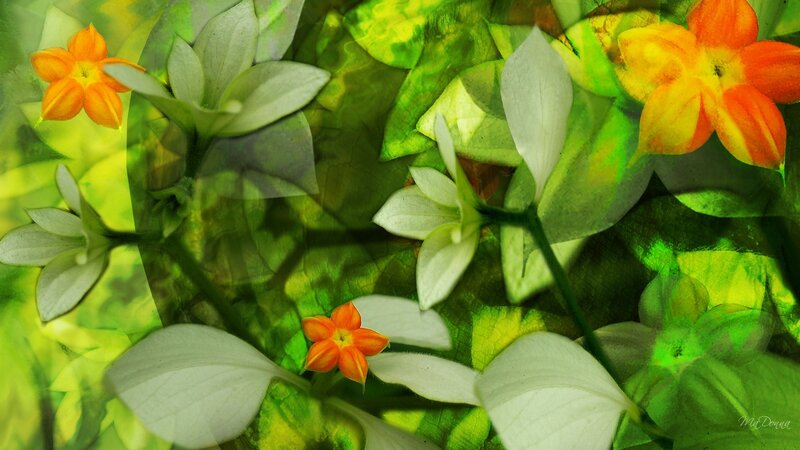 Orange and White Flowers