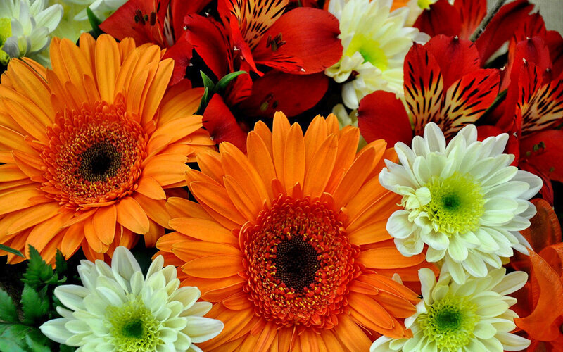 Orange and White Flowers — Vibrant