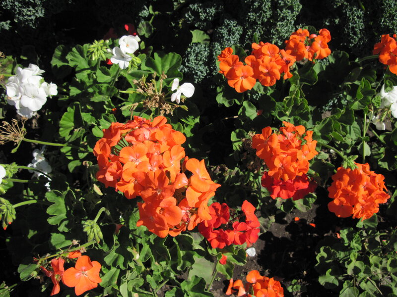 Orange and White Geraniums