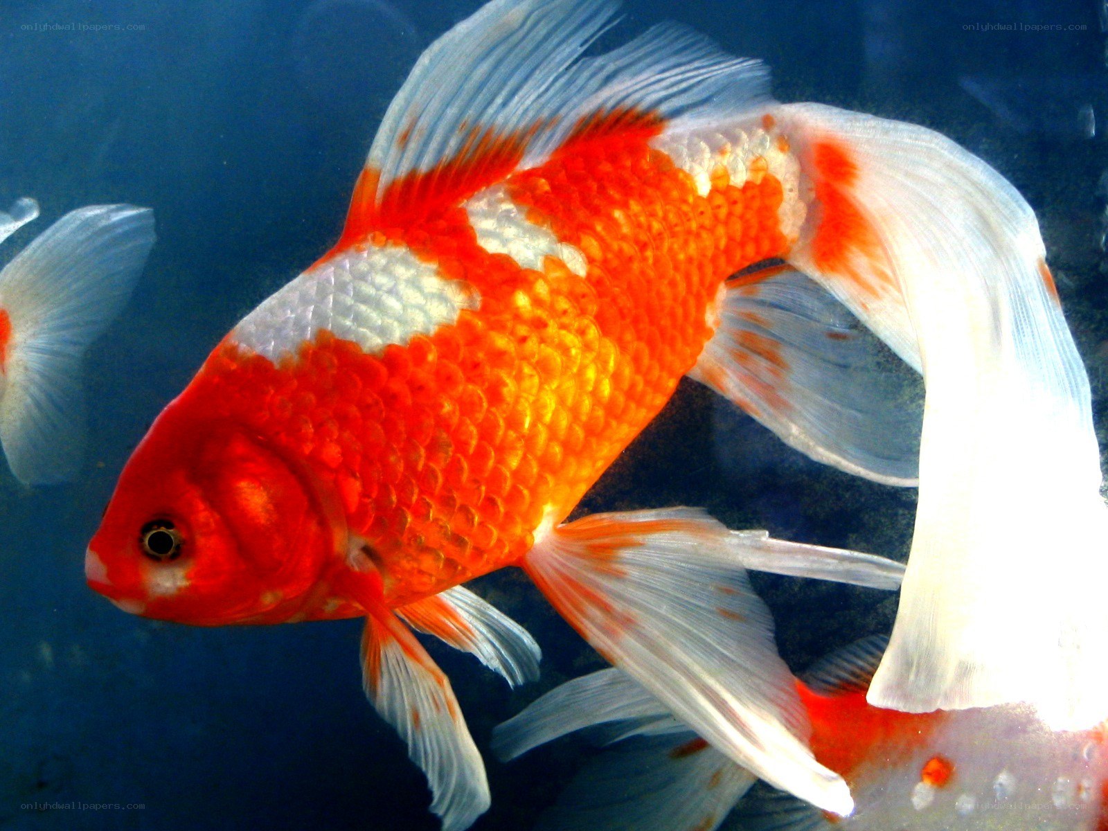orange and white goldfish