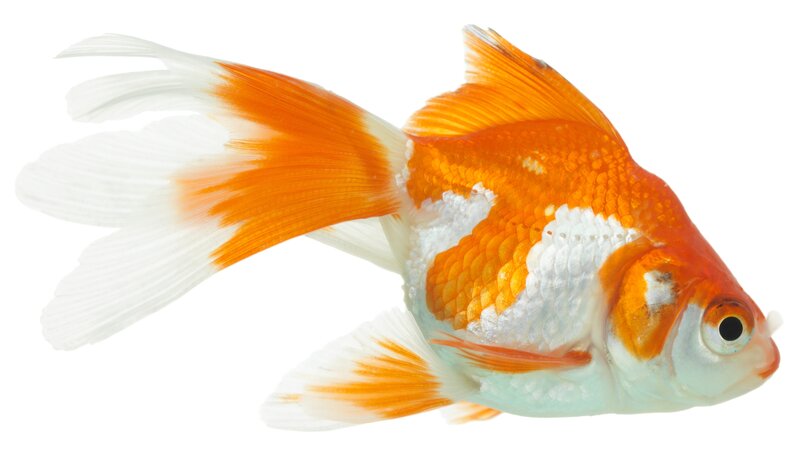 orange and white goldfish