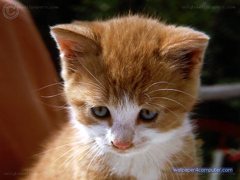 orange and white kitten
