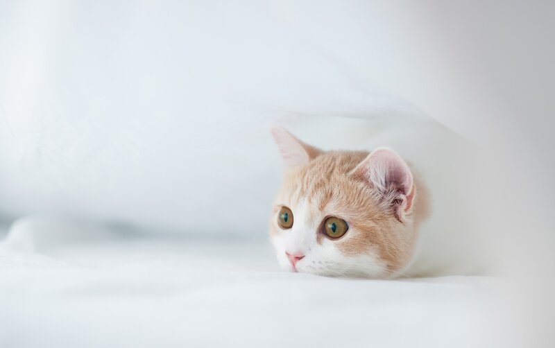 Orange and White Kitten — Blanket