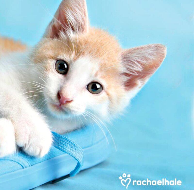 Orange and White Kitten — Blue, Calm, Photograph