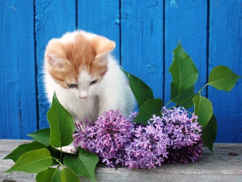 Orange and White Kitten — Blue, Calm, Spring