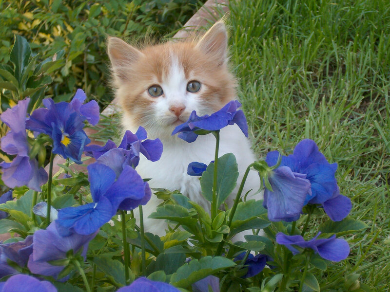 Orange and White Kitten — Blue, Calm