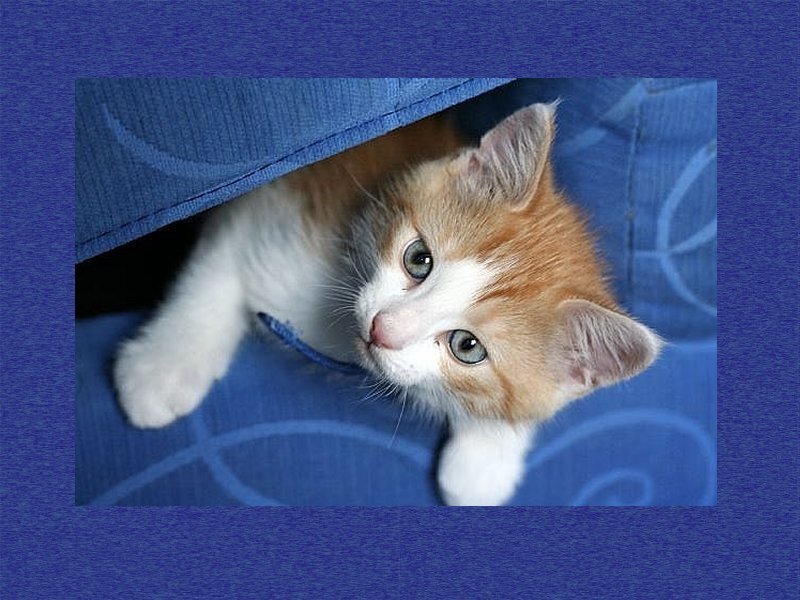 Orange and White Kitten — Blue