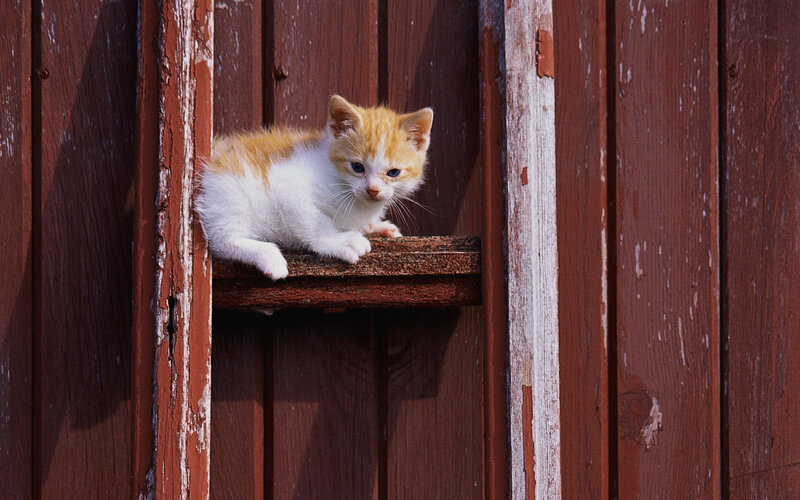 Orange and White Kitten — Brown, Calm, Afternoon