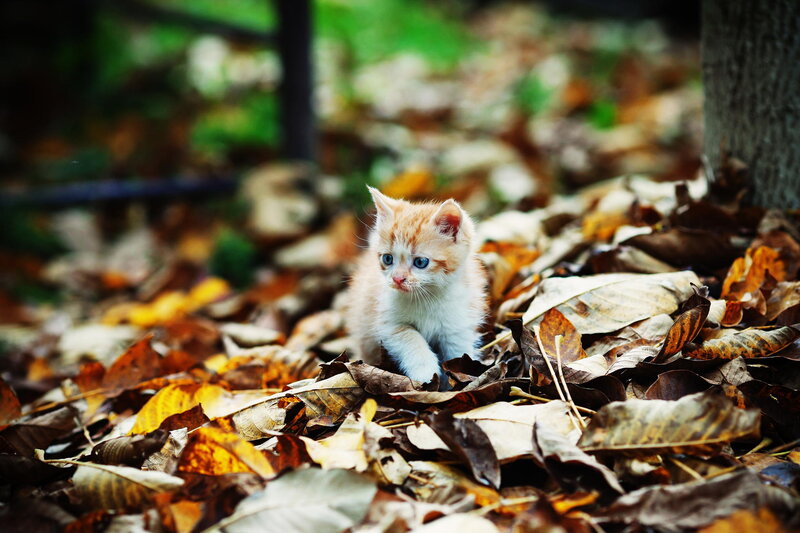 Orange and White Kitten — Brown, Calm, Autumn