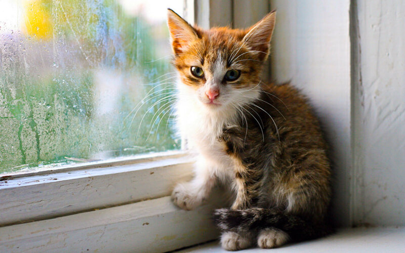 Orange and White Kitten — Brown, Calm, Morning