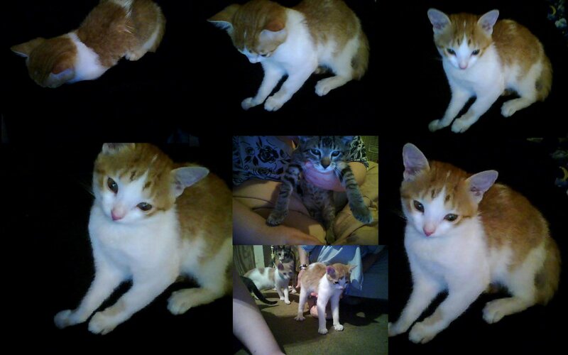 Orange and White Kitten — Brown, Calm, Night