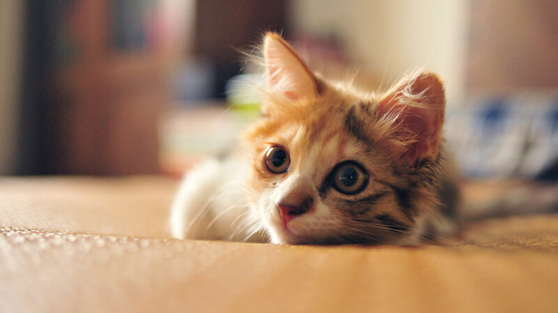 Orange and White Kitten — Brown, Calm, Photograph, Cat