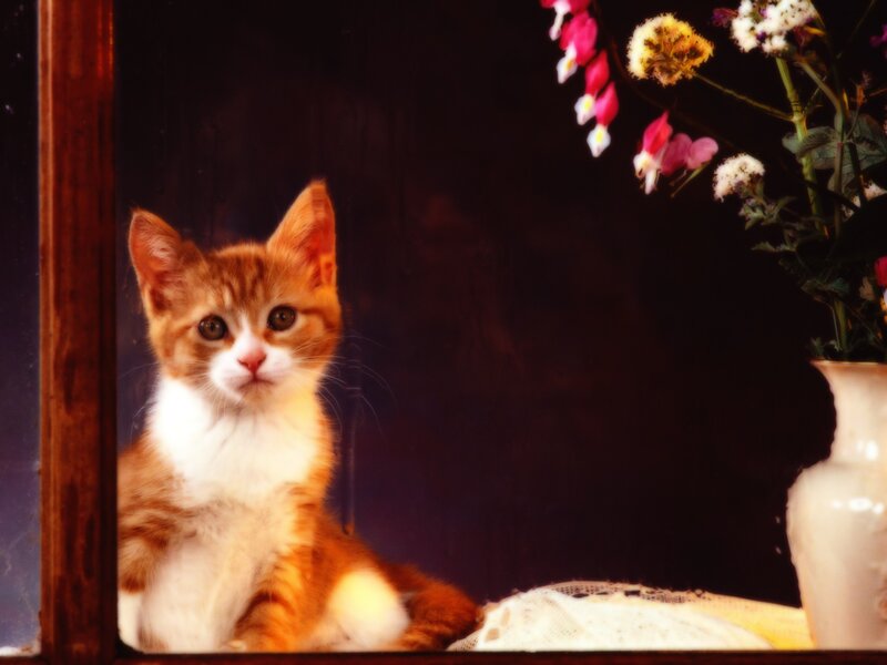 Orange and White Kitten — Brown, Calm, Photograph, Flowers, Vase