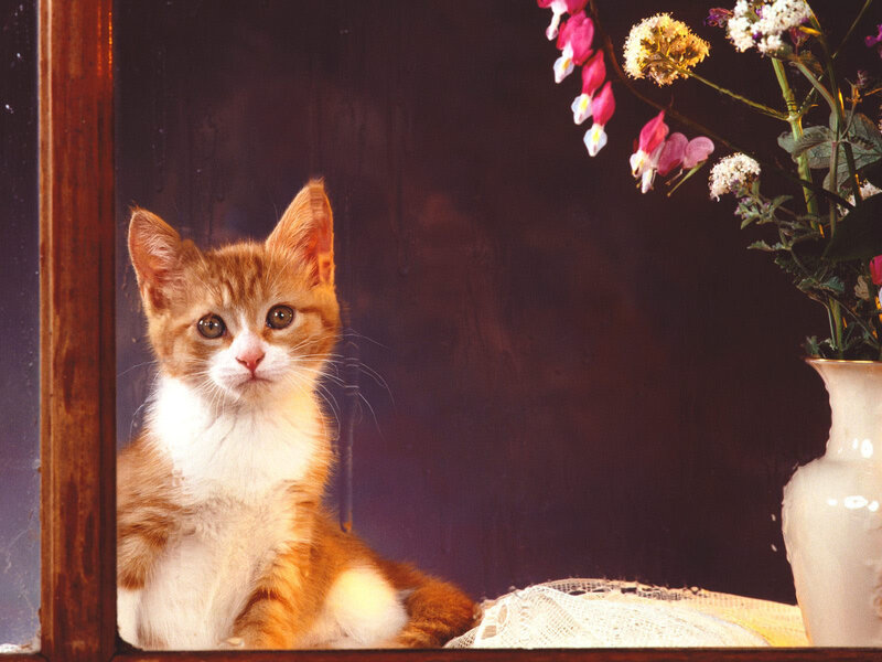 Orange and White Kitten — Brown, Calm, Photograph