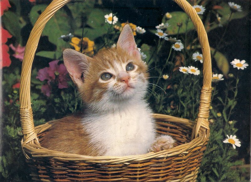 Orange and White Kitten — Brown, Calm, Spring