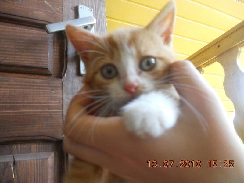 Orange and White Kitten — Brown, Calm
