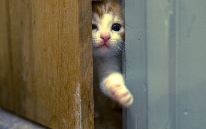 Orange and White Kitten — Brown, Curious