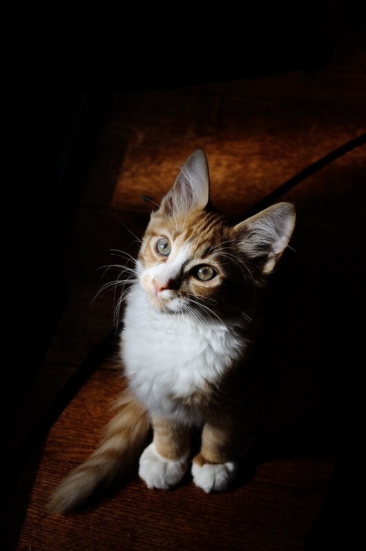 Orange and White Kitten — Brown, Dramatic