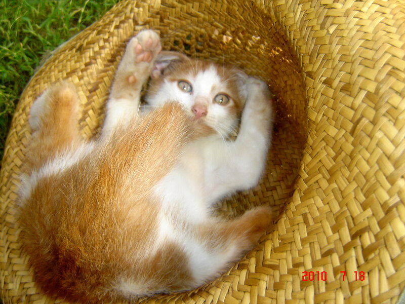 Orange and White Kitten — Brown