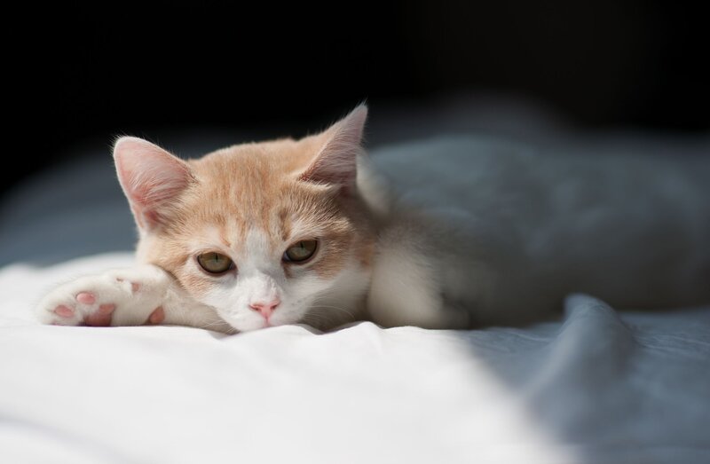 Orange and White Kitten — Calm, Afternoon, Photograph, Bed