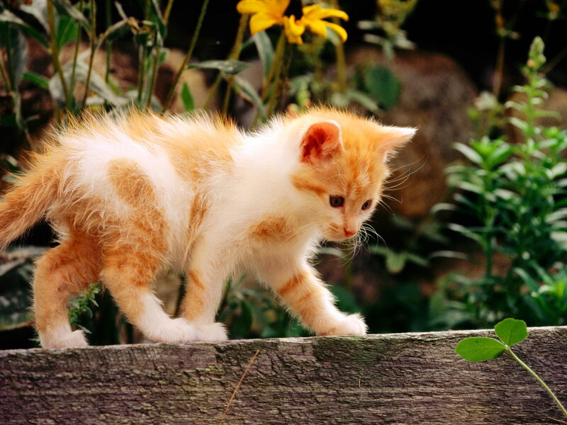 Orange and White Kitten — Calm, Afternoon, Photograph, Flower, Plant
