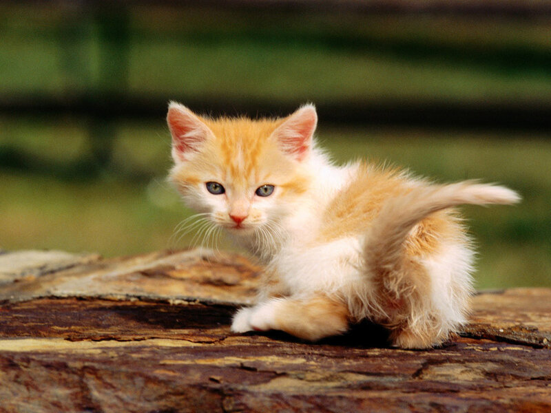 Orange and White Kitten — Calm, Afternoon, Photograph, Log