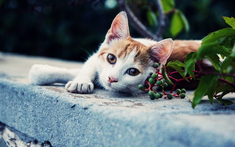 Orange and White Kitten — Calm, Afternoon, Photograph, Plant