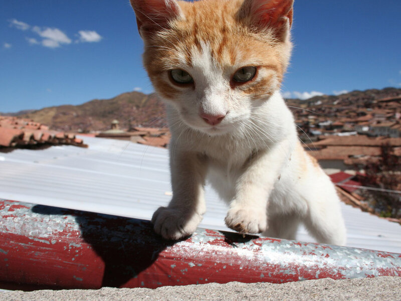 Orange and White Kitten — Calm, Afternoon, Photograph, Roof