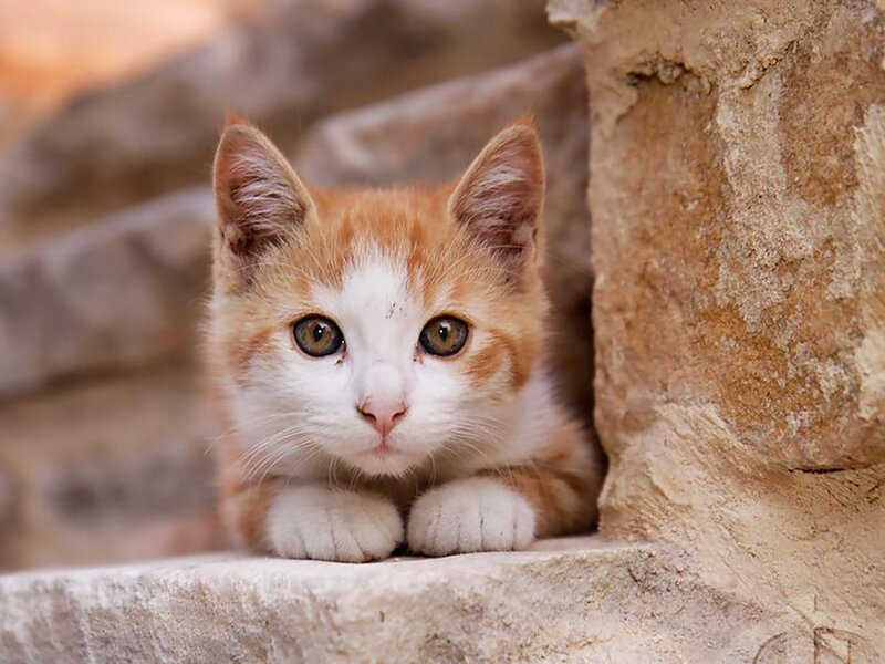 Orange and White Kitten — Calm, Afternoon, Photograph, Stone Wall, Paws