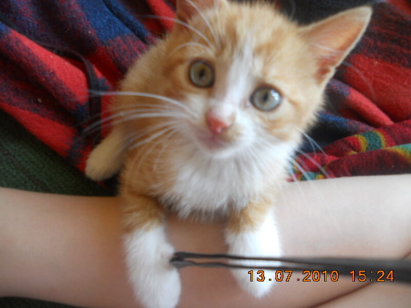 Orange and White Kitten — Calm, Afternoon, Photograph