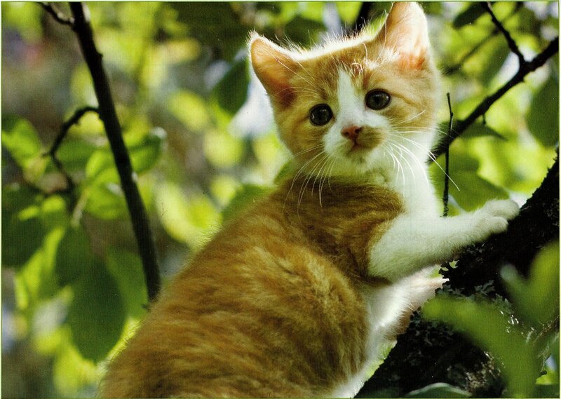 Orange and White Kitten — Calm, Afternoon, Photograph, Tree