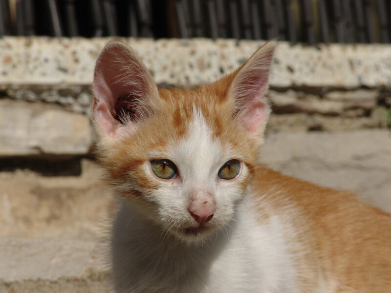 Orange and White Kitten — Calm, Afternoon, Photograph, Wall