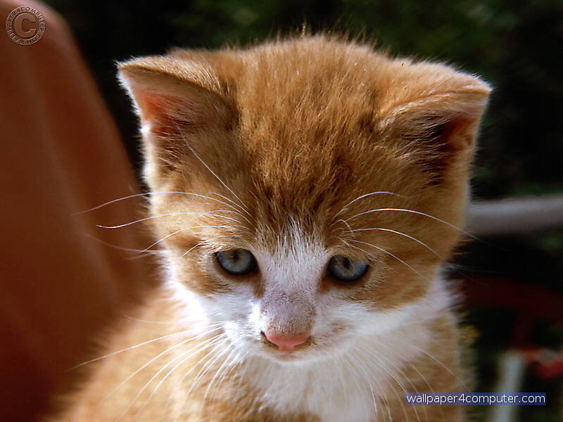 Orange and White Kitten — Calm, Afternoon, Photograph, Whiskers