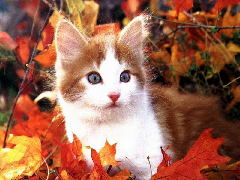 Orange and White Kitten — Calm, Autumn
