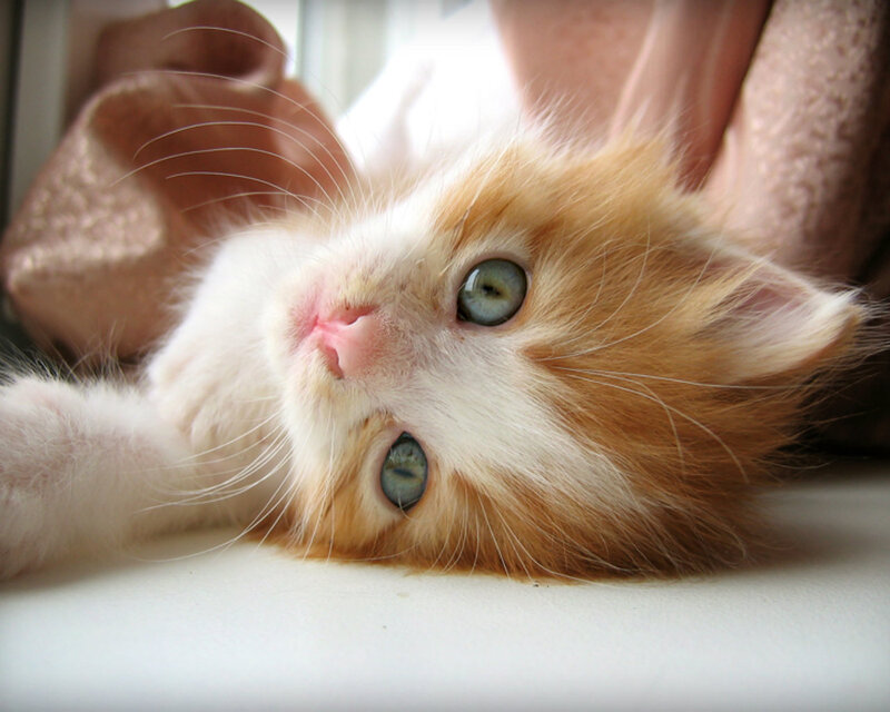 Orange and White Kitten — Calm, Morning, Photograph, Cat, Window, Blanket